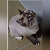 Кошка Снежка: От Сатаны до домашней Эльзы